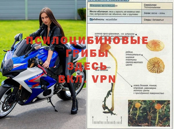 прущие грибы Инсар